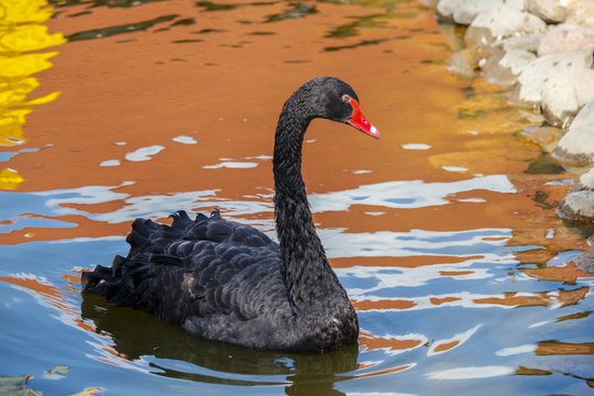 Black swan in the pond.