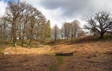 English spring forest forest