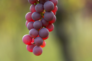 rote Weintrauben 2015