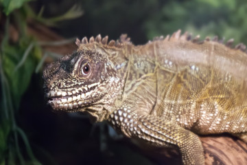 Lizard (Sailfin lizard) close-up portrait