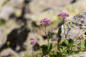 Fleurs violettes dans le pierrier en montagne