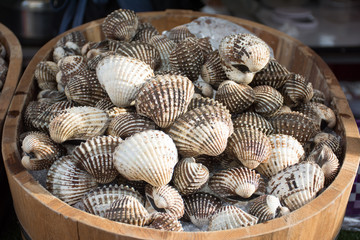Super big cockle in Cooper