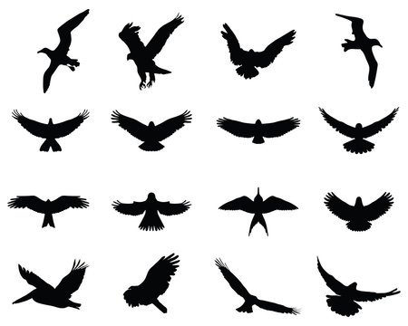Black silhouettes of birds in flight, vector