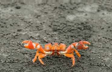 Sally Lightfoot Crab ore Red cliff crab, Ecuador