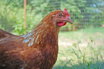 Chicken in garden 