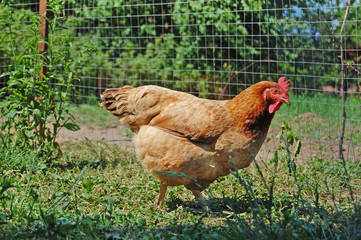 Chicken in garden 