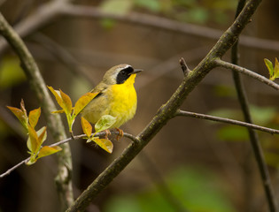 Common Yellowthroat