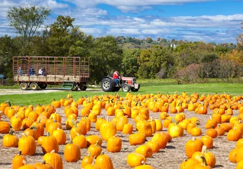 Rolgordijnen Pumpkins © Stuart Monk