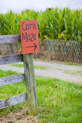 Corn Maze