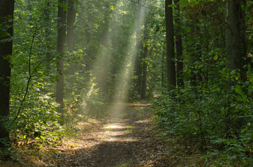pathway in forest with sunbeams