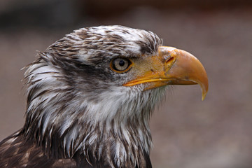 Junger Weisskopfseeadler