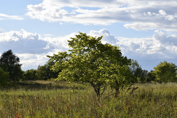 Fototapeta premium луга у Волги