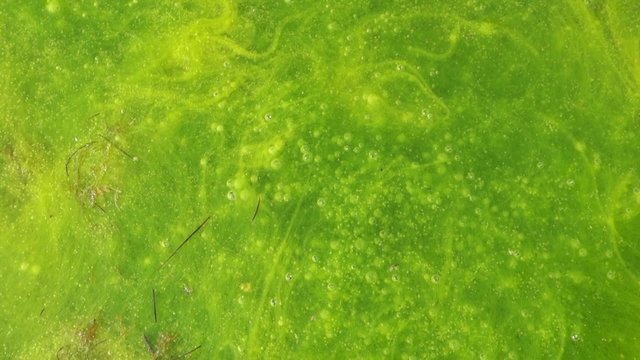 Gr&uuml;ner See or Green Lake, Trag&ouml;ss, Styria, Austria, Europe