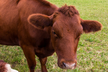cows in the field in green meadow farm