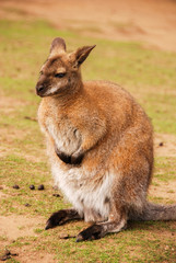 Wallaby