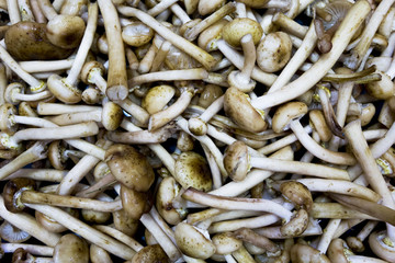 Mushrooms edible timber. Eating vegetarian. Autumn. Macro. Closeup. Background.
