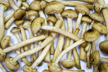Mushrooms edible timber. Eating vegetarian. Autumn. Macro. Closeup. Background.
