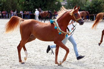 Purebred arabian horse on a  foal show - obrazy, fototapety, plakaty