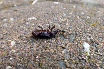 Aschgraue Sklavenameise