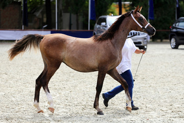 Thoroughbred arabian breed colt running across showground with t