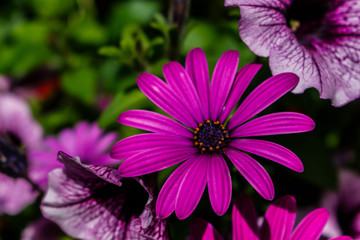 Obraz premium Purple daisy.