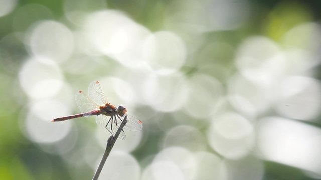 Zeitlupe, Heidelibelle landet auf einem Zweig