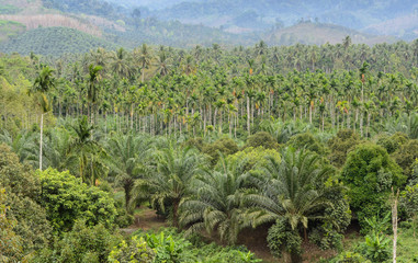 Fototapeta na wymiar Oil Palm Plantation