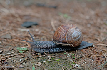 snail creeps