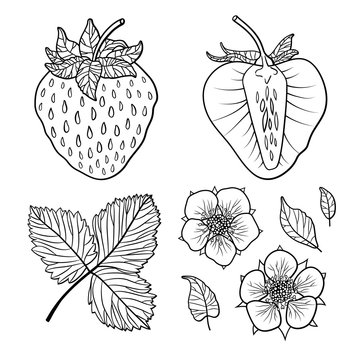 Isolated strawberries. Graphic stylized drawing. Vector illustration.