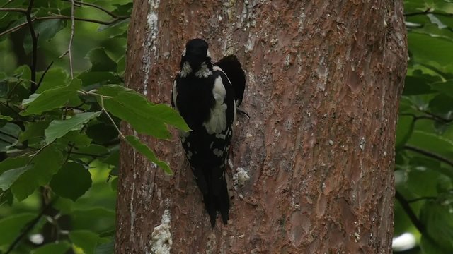 Zeitlupe, Buntspecht fliegt an Nisth&ouml;hle