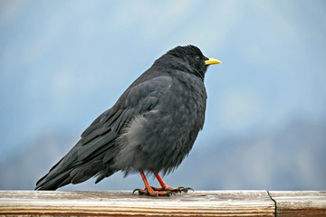Alpendohle 