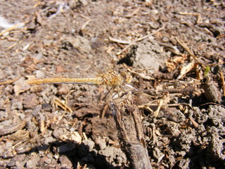 Libellule in campagna