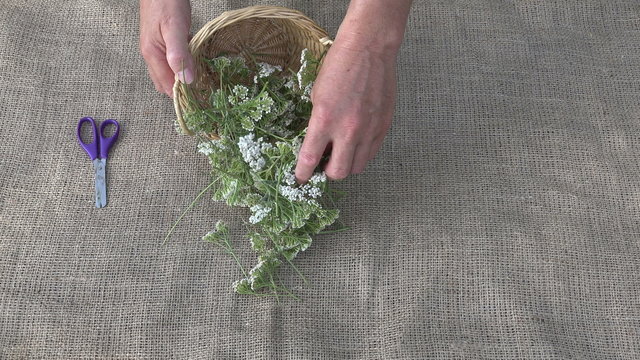 Man herbalist preparing to dry yarrow blossoms, 4K