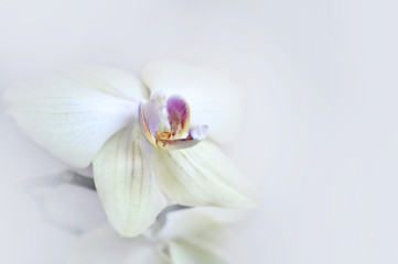 Fototapeta na wymiar Light blurred background with beautiful orchid flowers