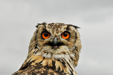 Coruja com grandes olhos cor de laranja
