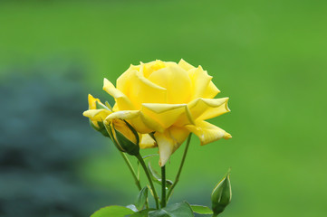 Rosa amarela