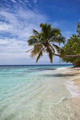 Fototapeta na wymiar пальма на пляже