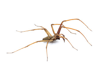 Winkelspinne