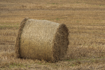 Fototapeta premium Hay Planting Cork