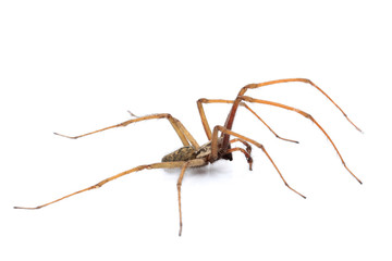 Winkelspinne