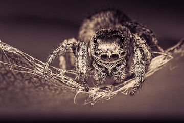 Abstract macro image of a jumping spider © br3kkancs