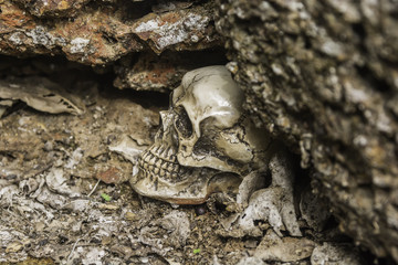 skull or skeleton of human photography