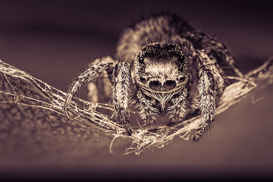 Abstract macro image of a jumping spider