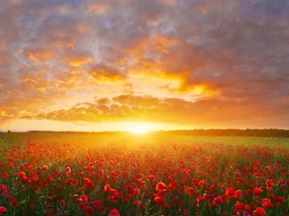 Sierkussen Poppy field © denis_333