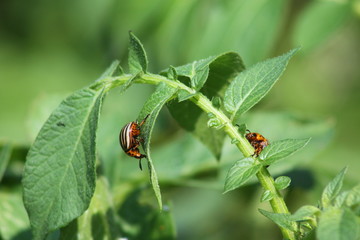 Doryphore,Doryphores,Leptinotarsa decemlineata