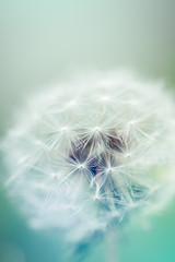 Fototapeta premium Dandelion seeds