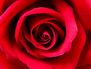 close up red rose