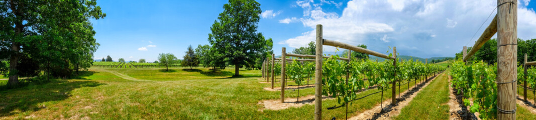 Vineyard landscape panorama. Focus on the foreground grape vines 