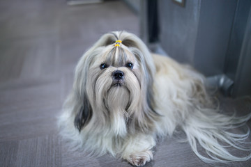 Shih tzu dog