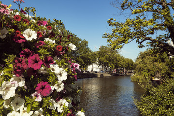 Barco a descer um canal em Amsterdão com flores em primeiro plano